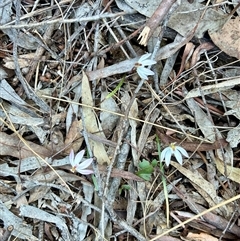Caladenia fuscata (Dusky Fingers) at Aranda, ACT - 13 Sep 2025 by CathB