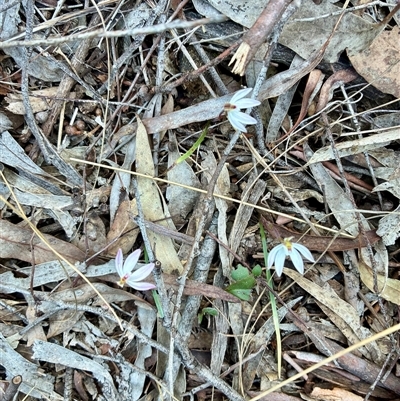 Caladenia fuscata (Dusky Fingers) at Aranda, ACT - 13 Sep 2025 by CathB