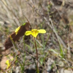 Diuris chryseopsis (Golden Moth) at Sutton, NSW - 14 Sep 2025 by Dylan93