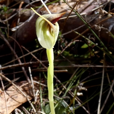 Pterostylis pedunculata (Maroonhood) at Borough, NSW - 13 Sep 2025 by Paul4K