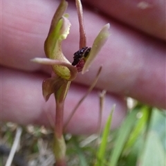 Chiloglottis trapeziformis (Diamond Ant Orchid) at Borough, NSW - 13 Sep 2025 by Paul4K