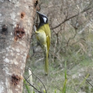 Nesoptilotis leucotis (White-eared Honeyeater) at Borough, NSW - 13 Sep 2025 by Paul4K