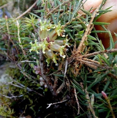 Acrotriche serrulata (Ground-berry) at  - suppressed by Paul4K