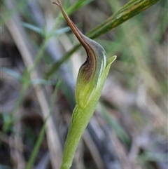 Pterostylis pedunculata (Maroonhood) at Aranda, ACT - 13 Sep 2025 by CathB