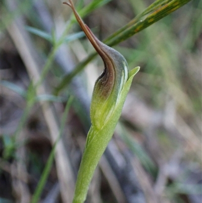Pterostylis pedunculata (Maroonhood) at Aranda, ACT - 13 Sep 2025 by CathB