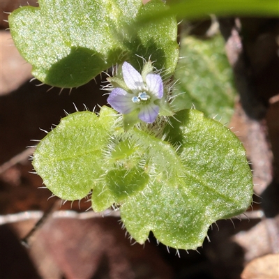 Veronica arvensis (Wall Speedwell) at O'Connor, ACT - 13 Sep 2025 by ConBoekel