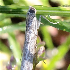 Phycitinae (subfamily) (A snout moth) at O'Connor, ACT - 13 Sep 2025 by ConBoekel