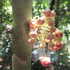 Pseuduvaria froggattii at Syndicate, QLD - 24 Nov 2016 01:09 PM