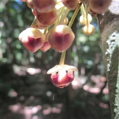 Pseuduvaria froggattii at Syndicate, QLD - 24 Nov 2016 01:09 PM