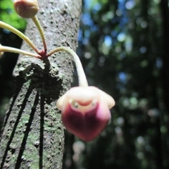 Pseuduvaria froggattii at Syndicate, QLD - 24 Nov 2016 01:09 PM