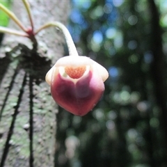 Pseuduvaria froggattii at Syndicate, QLD - 24 Nov 2016 01:09 PM