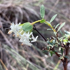 Pimelea linifolia (Slender Rice Flower) at Campbell, ACT - 14 Sep 2025 by SilkeSma