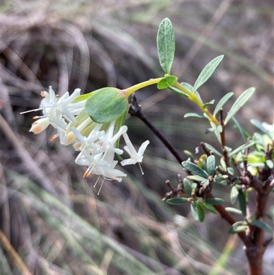 Pimelea linifolia (Slender Rice Flower) at Campbell, ACT - 14 Sep 2025 by SilkeSma