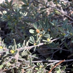Hibbertia obtusifolia (Grey Guinea-flower) at Campbell, ACT - 14 Sep 2025 by SilkeSma