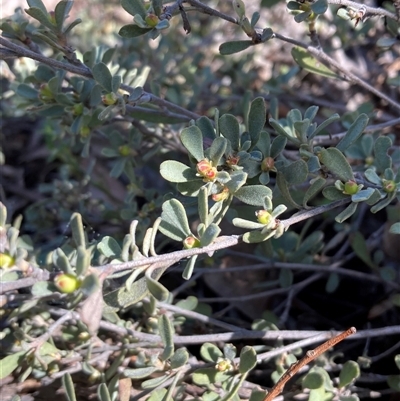 Hibbertia obtusifolia (Grey Guinea-flower) at Campbell, ACT - 14 Sep 2025 by SilkeSma