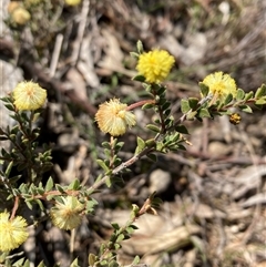 Acacia gunnii (Ploughshare Wattle) at Campbell, ACT - 14 Sep 2025 by SilkeSma