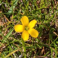 Oxalis perennans (Grassland Wood Sorrel) at Forde, ACT - 14 Sep 2025 by Cmperman