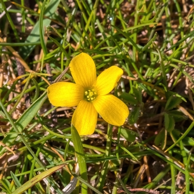 Oxalis perennans (Grassland Wood Sorrel) at Forde, ACT - 14 Sep 2025 by Cmperman