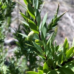 Styphelia triflora (Five-corners) at Campbell, ACT - 14 Sep 2025 by SilkeSma