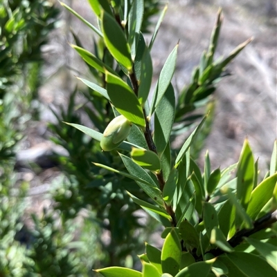 Styphelia triflora (Five-corners) at Campbell, ACT - 14 Sep 2025 by SilkeSma