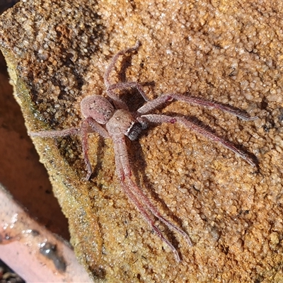 Neosparassus diana at Penrose, NSW - 14 Sep 2025 by Aussiegall