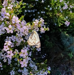 Belenois java (Caper White) at Penrose, NSW - 14 Sep 2025 by Aussiegall