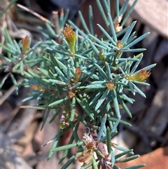 Gompholobium huegelii (pale wedge–pea) at Campbell, ACT - 14 Sep 2025 by SilkeSma