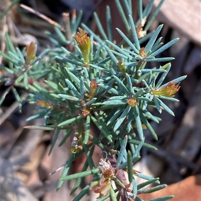 Gompholobium huegelii (pale wedge–pea) at Campbell, ACT - 14 Sep 2025 by SilkeSma