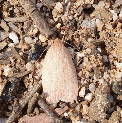Prionocris (genus) (Wingia Group) at  - suppressed by Aussiegall