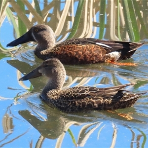 Spatula rhynchotis (Australasian Shoveler) at Fyshwick, ACT - 12 Sep 2025 by RodDeb