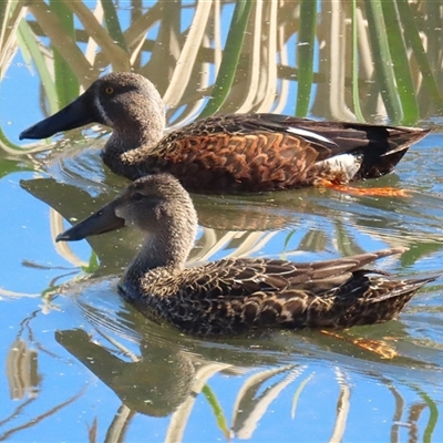 Spatula rhynchotis (Australasian Shoveler) at Fyshwick, ACT - 12 Sep 2025 by RodDeb