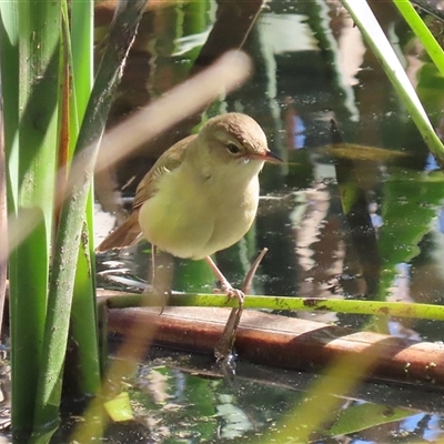 Acrocephalus australis (Australian Reed-Warbler) at Fyshwick, ACT - 12 Sep 2025 by RodDeb