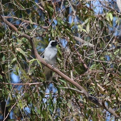Coracina novaehollandiae (Black-faced Cuckooshrike) at Kingston, ACT - 12 Sep 2025 by RodDeb