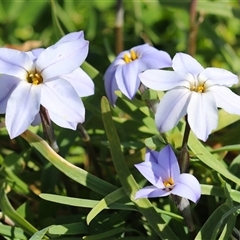 Ipheion uniflorum (Spring Star-flower) at Fyshwick, ACT - 12 Sep 2025 by RodDeb