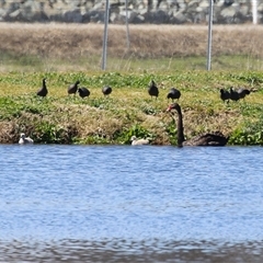 Cygnus atratus (Black Swan) at Fyshwick, ACT - 12 Sep 2025 by RodDeb