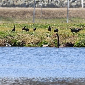 Cygnus atratus (Black Swan) at Fyshwick, ACT - 12 Sep 2025 by RodDeb