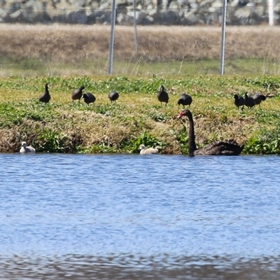 Cygnus atratus (Black Swan) at Fyshwick, ACT - 12 Sep 2025 by RodDeb