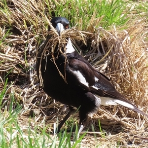 Gymnorhina tibicen (Australian Magpie) at Fyshwick, ACT - 12 Sep 2025 by RodDeb