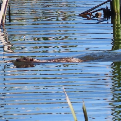 Hydromys chrysogaster (Rakali or Water Rat) at Fyshwick, ACT - 12 Sep 2025 by RodDeb