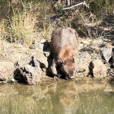 Vombatus ursinus (Bare-nosed Wombat, Common wombat) at Bucketty, NSW - 14 Sep 2025 by MartinPredavec