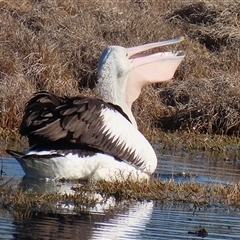 Pelecanus conspicillatus (Australian Pelican) at Fyshwick, ACT - 12 Sep 2025 by RodDeb
