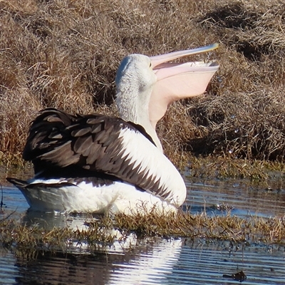 Pelecanus conspicillatus (Australian Pelican) at Fyshwick, ACT - 12 Sep 2025 by RodDeb