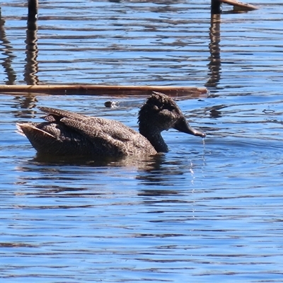 Stictonetta naevosa (Freckled Duck) at Fyshwick, ACT - 12 Sep 2025 by RodDeb
