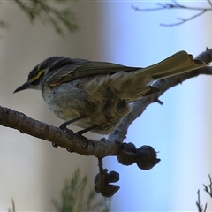 Caligavis chrysops (Yellow-faced Honeyeater) at Kingston, ACT - 12 Sep 2025 by RodDeb