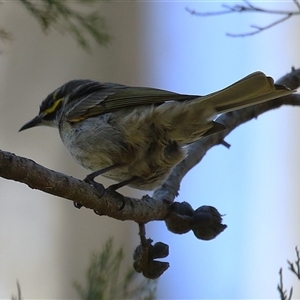 Caligavis chrysops (Yellow-faced Honeyeater) at Kingston, ACT - 12 Sep 2025 by RodDeb