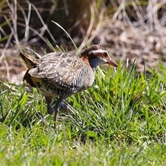 Gallirallus philippensis (Buff-banded Rail) at Kingston, ACT - 12 Sep 2025 by RodDeb