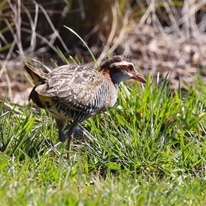 Gallirallus philippensis (Buff-banded Rail) at Kingston, ACT - 12 Sep 2025 by RodDeb
