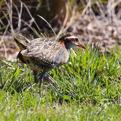 Gallirallus philippensis (Buff-banded Rail) at Kingston, ACT - 12 Sep 2025 by RodDeb