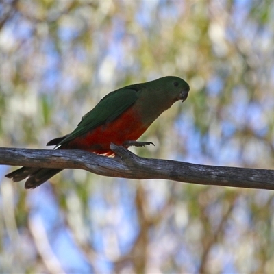 Alisterus scapularis (Australian King-Parrot) at Kingston, ACT - 13 Sep 2025 by RodDeb