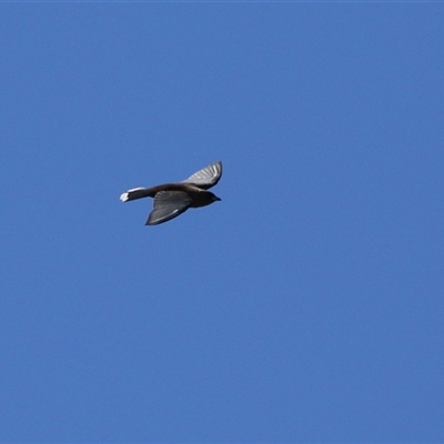Artamus cyanopterus (Dusky Woodswallow) at Kingston, ACT - 13 Sep 2025 by RodDeb